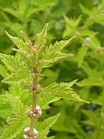 Lycope d'Europe, Lycopus europaeus (fam Lamiacees) (Europe ouest, Asie, Asie centrale, Chine, Japon) (3) (Photo F. Mrugala)